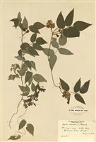 藏品(金絲竹)的圖片